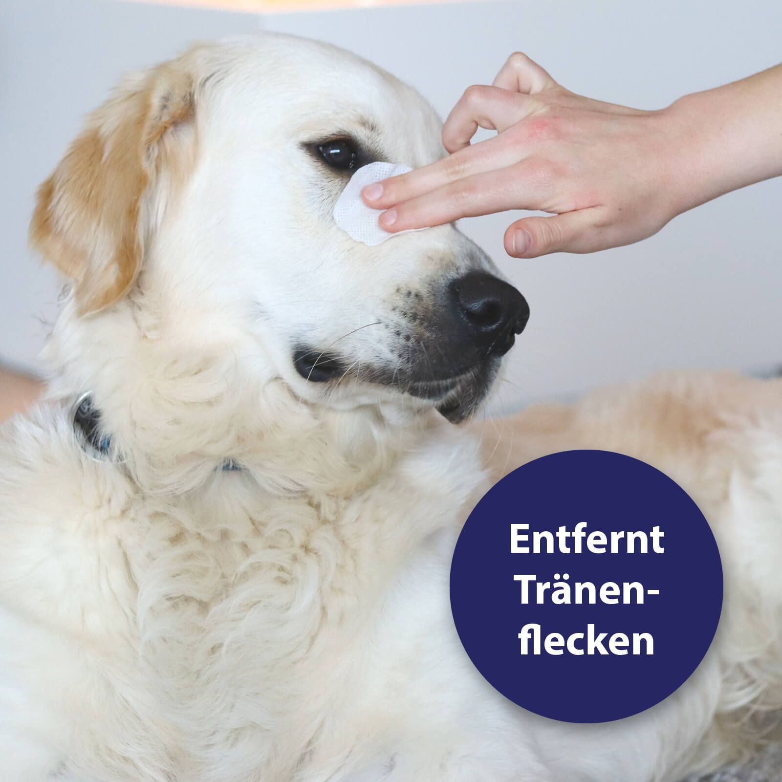 Hund, Golden Retriever, Säugetier, Haustier, Hund, Golden Retriever, Säugetier, Haustier
