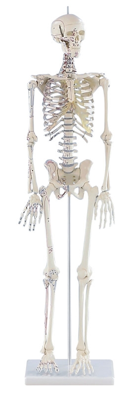 Miniatur-Skelett „Daniel“ mit Muskelmarkierungen