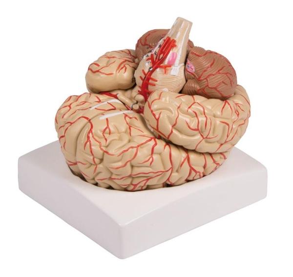 Erler-zimmer Gehirnmodell, 9-teilig mit Arterien