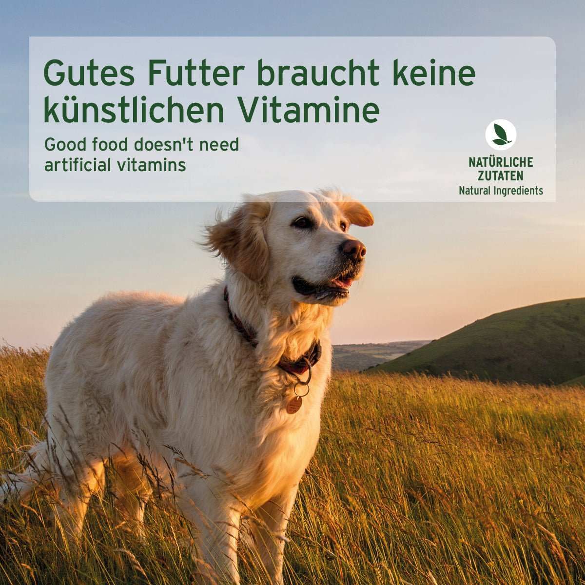 Hund, Golden Retriever, Haustier, Visitenkarte, Gras
