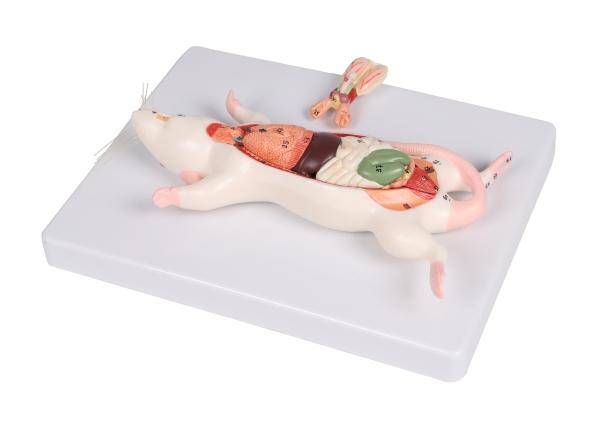 Erler-Zimmer Dissektionsmodell Ratte Erler-Zimmer Dissektionsmodell Ratte