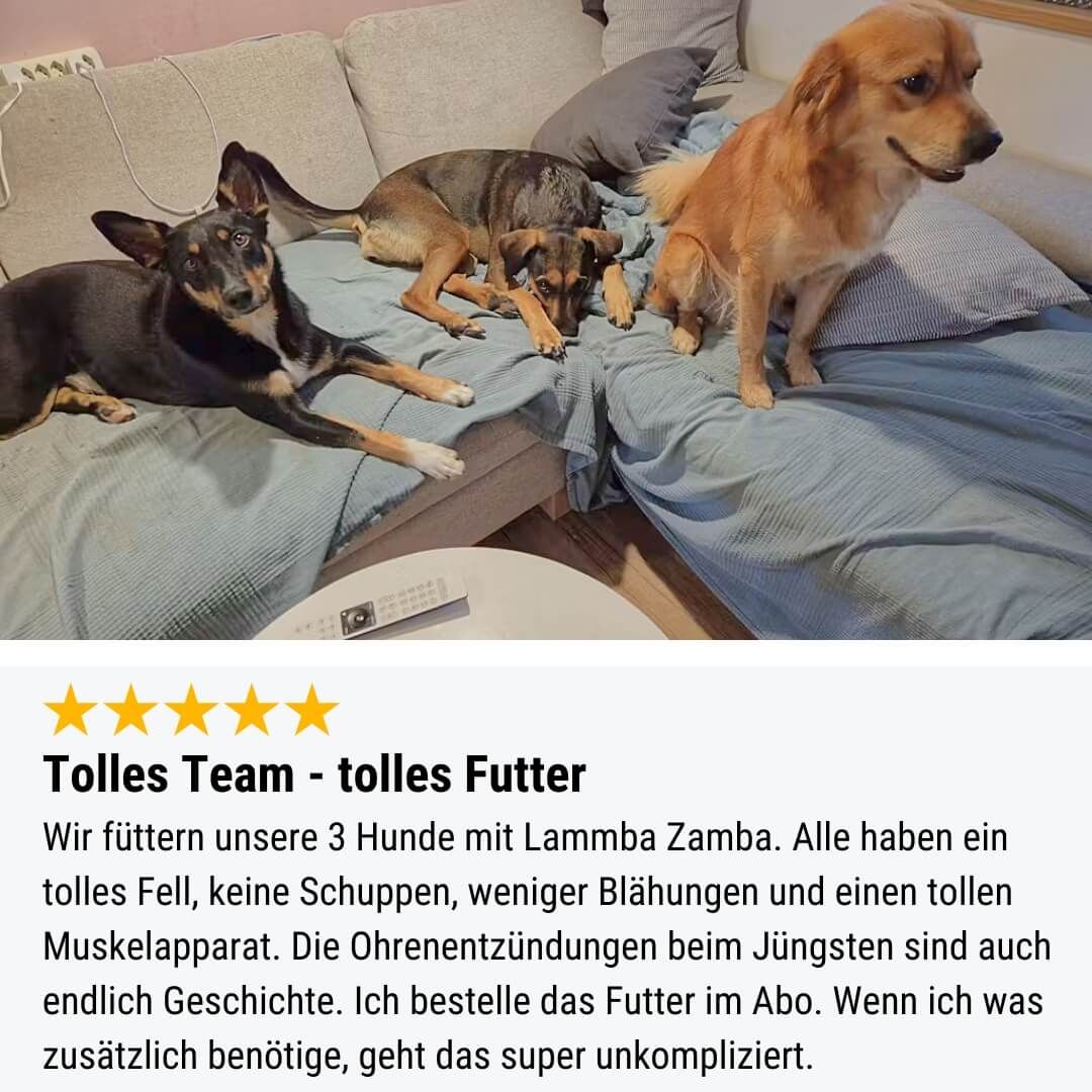 Couch, Kissen, Dekoration für Zuhause, Hund, Welpe