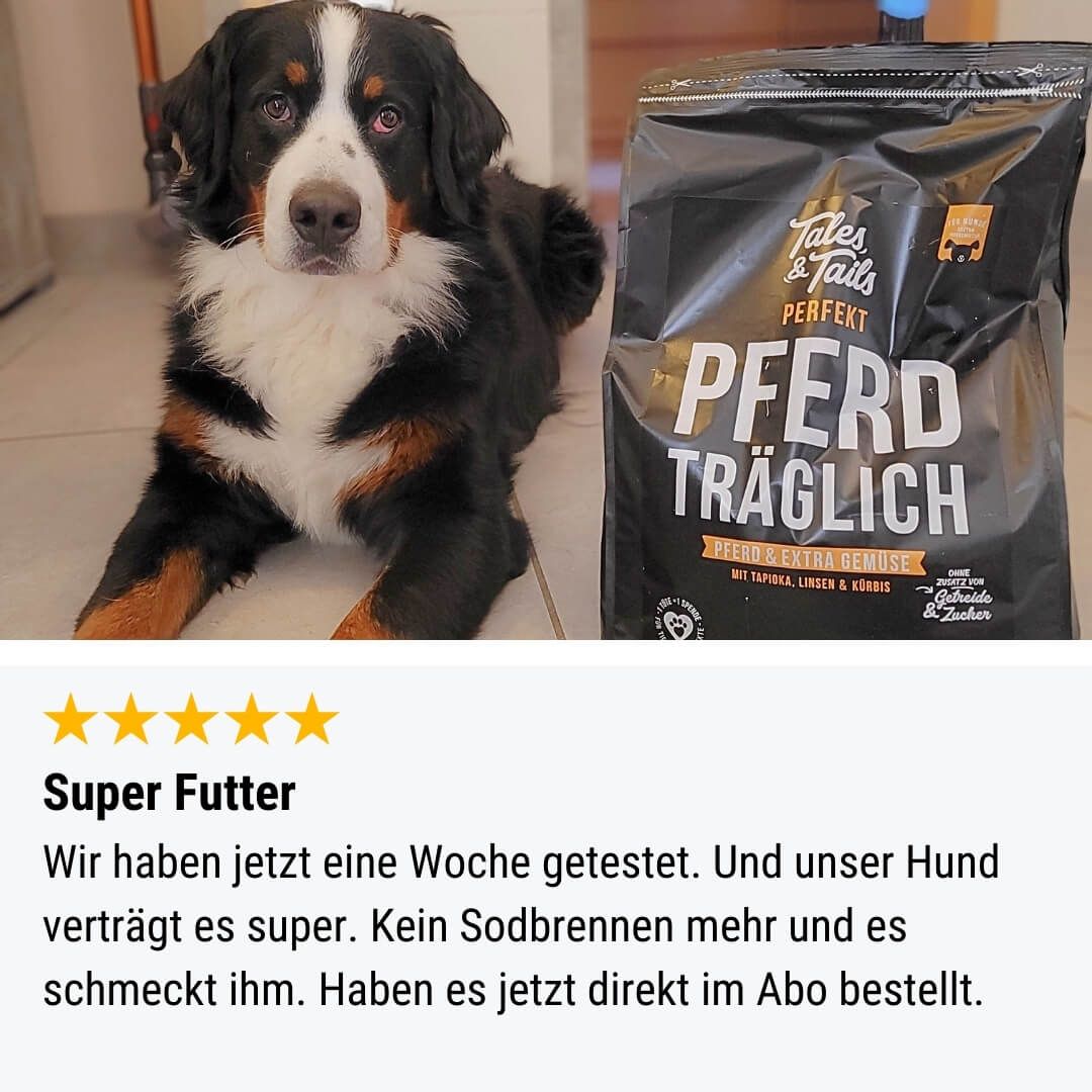 Tier, Hund, Säugetier, Haustier
