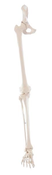 Erler-zimmer Beinskelett mit Beckenhälfte und flexiblem Fuß