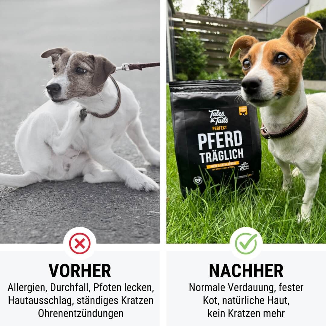 Werbung, Riemen, Plakat, Hund