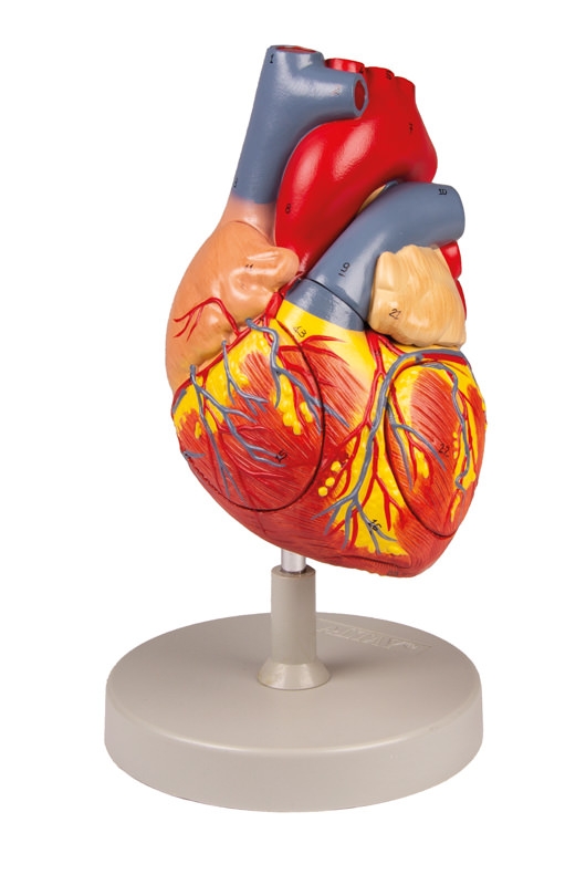 Herzmodell, 2-fache Lebensgröße, 4 Teile